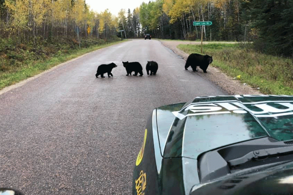Back home in Canada after an Elite season in which he won his first event, Jeff Gustafson was quick with the brakes when mamma and her baby bears decided to cross the road.