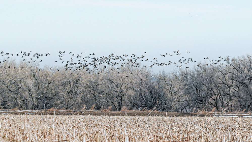 The cattle share things with the waterfowl, like a big old harvested corn field.