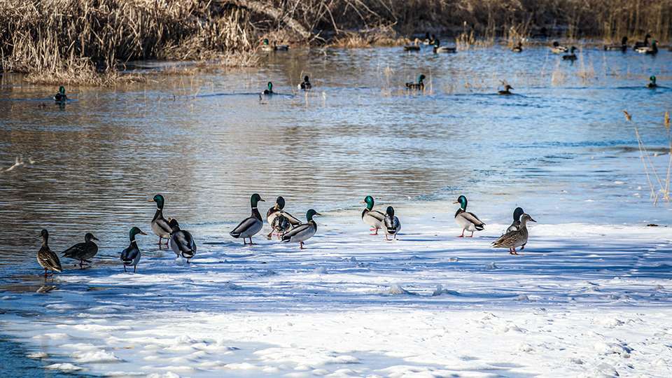 Most of the river is frozen, but there was enough water for ducks to rest on the ice and loaf in the water. 