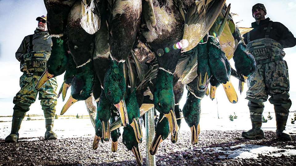 The bag limits daily were full of greenheads the most-sought-after duck in most parts. 