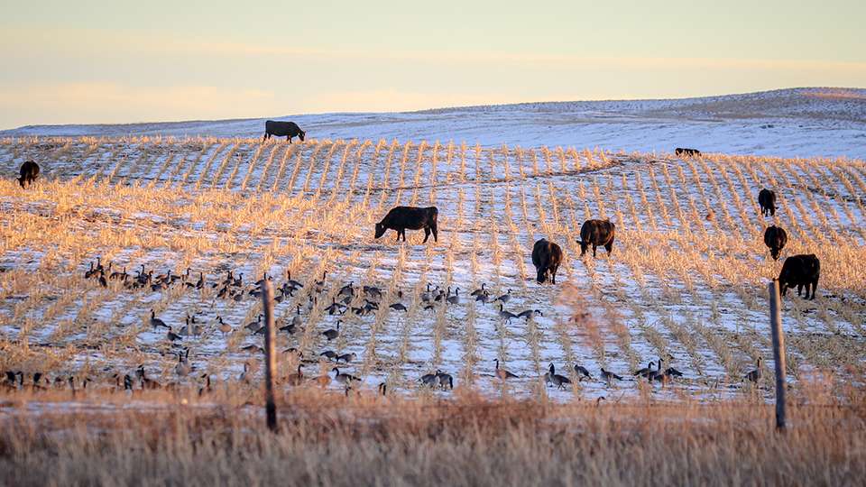From a grand view, the landscape looks cold and barren. Perfect for cattle with some waterfowl mixed in. 