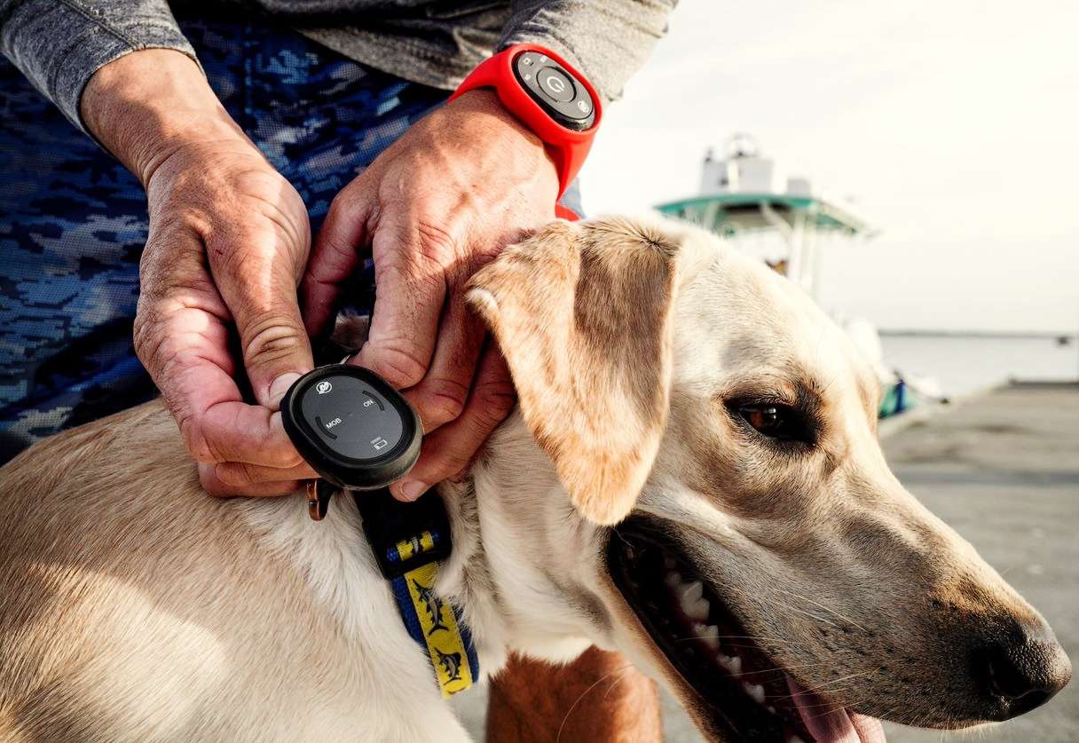 
 
<figcaption>Even pets are safer on the water with 1st Mate.</figcaption>” class=”wp-image-566729″><figcaption>Even pets are safer on the water with 1st Mate.</figcaption></figure>
	</div><!-- .entry-content -->

	<footer class=