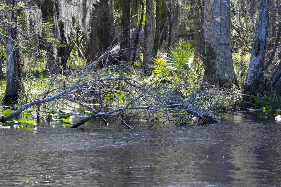 Laydowns, lilies and bushes were prime targets.