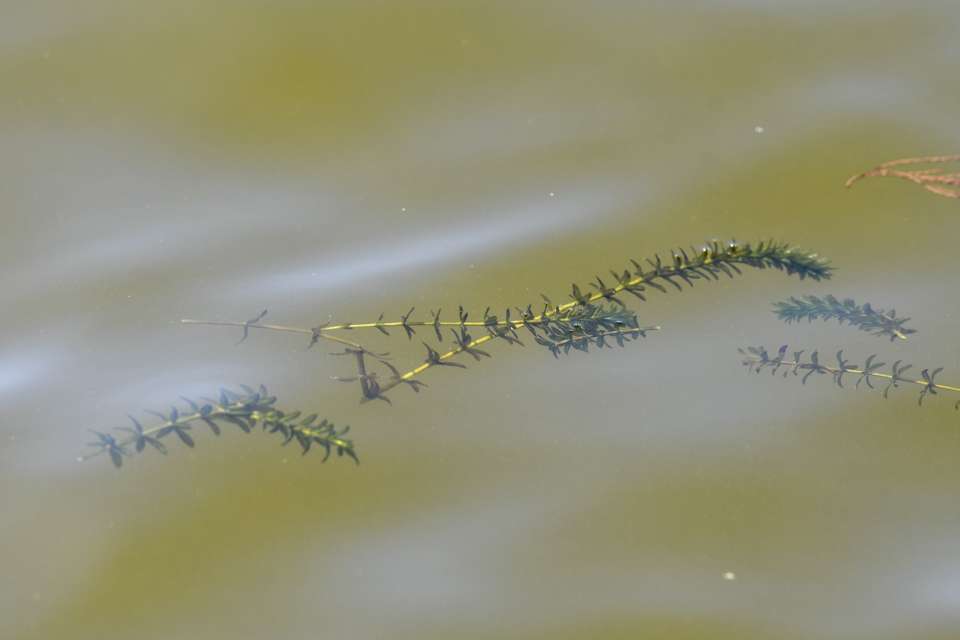 Anglers have complained of a distinct lack of vegetation in many parts of the Harris Chain, but hydrilla was scattered throughout Banana Bay.