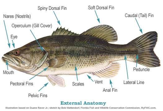 A biologist's look at bass senses, part 2 - Bassmaster
