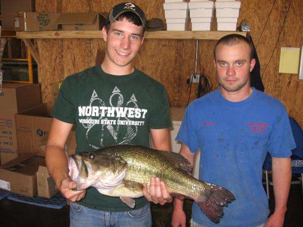 New Missouri record largemouth  on a trotline! - Bassmaster