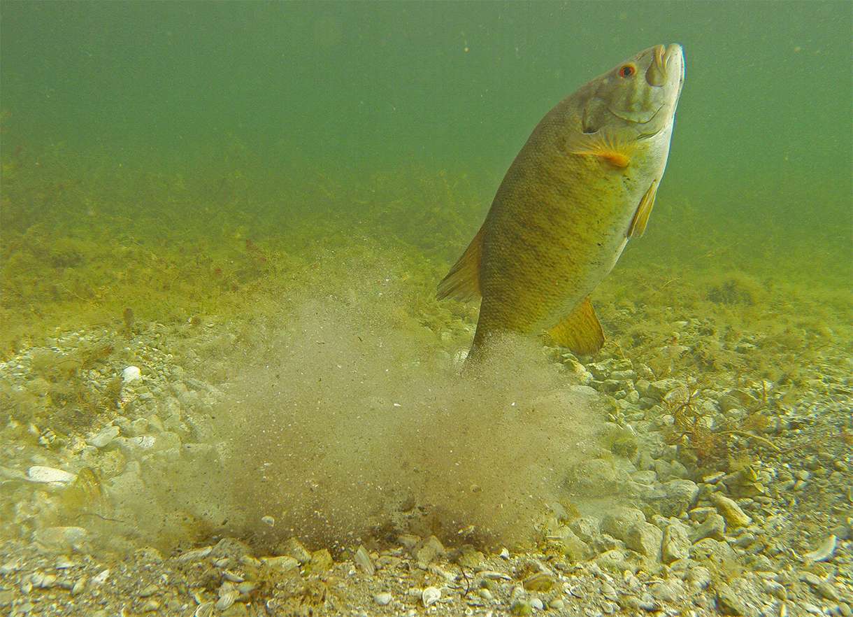 How smallmouth spawn Bassmaster