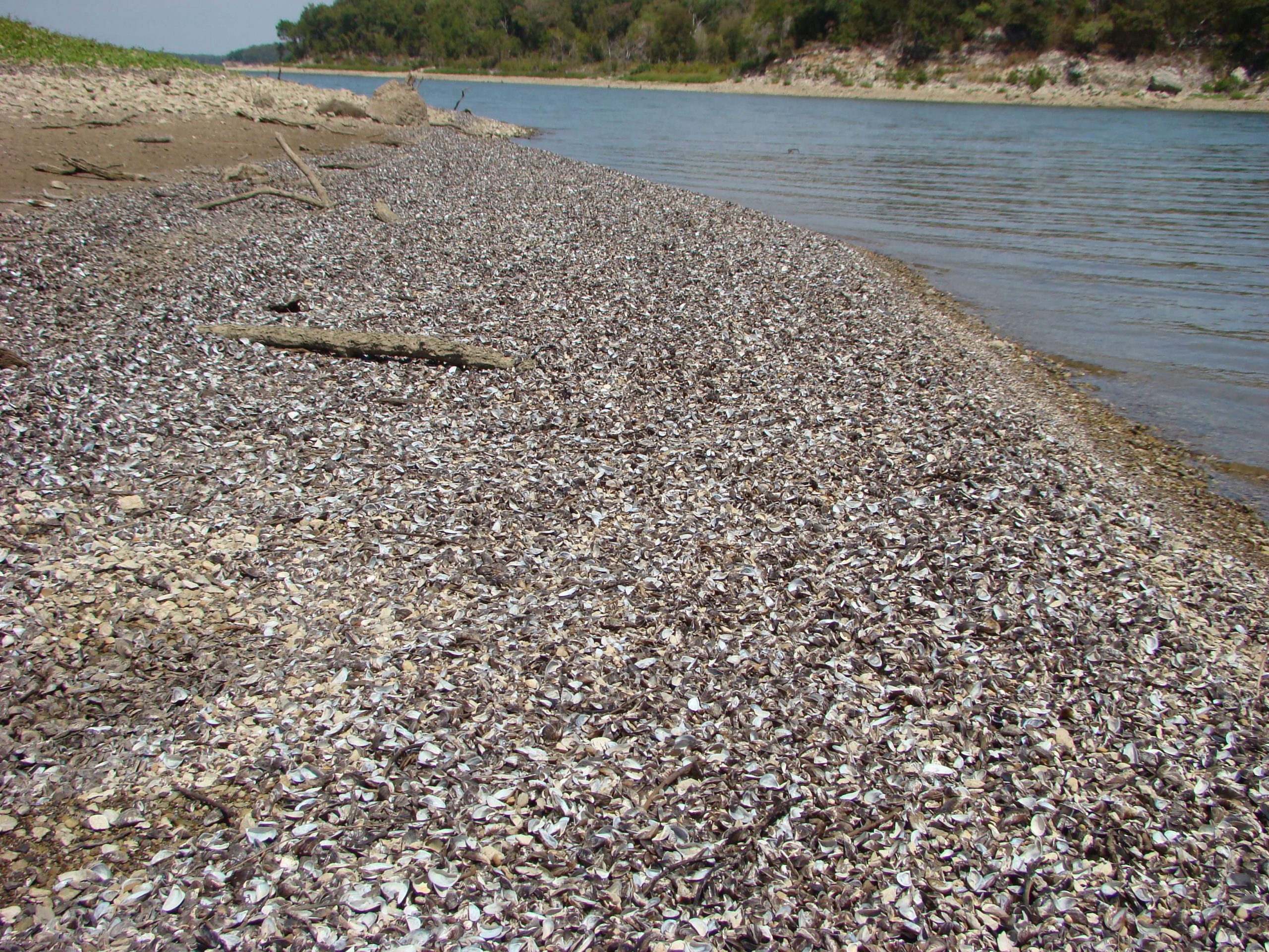 Texas organizations partner to prevent spread of zebra mussels - Bassmaster