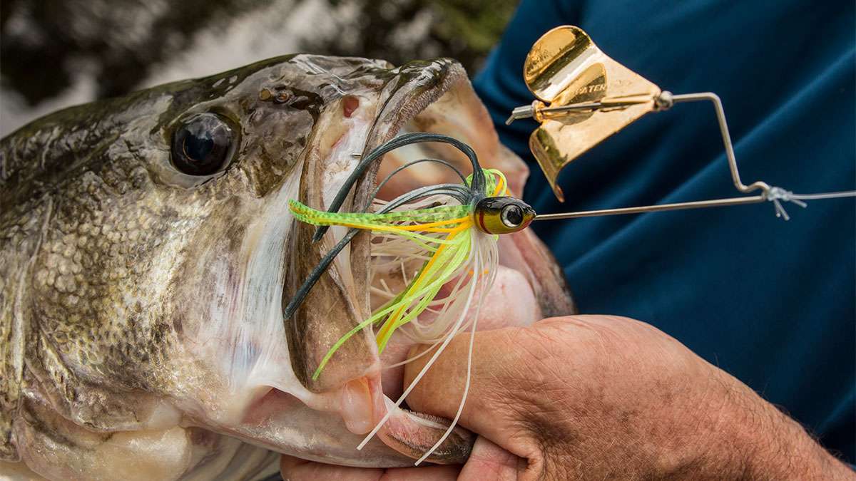 Which topwater when, part 2 - Bassmaster