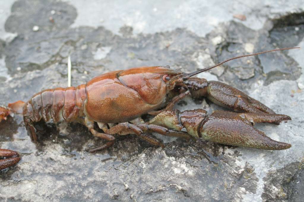 Crayfish, crayfish everywhere - Bassmaster