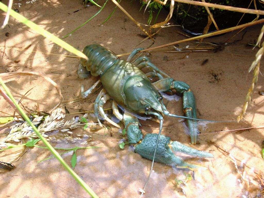 live crawfish in water