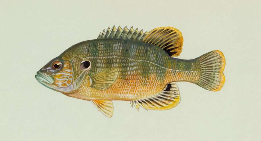 Understanding bass forage: Sunfish - Bassmaster
