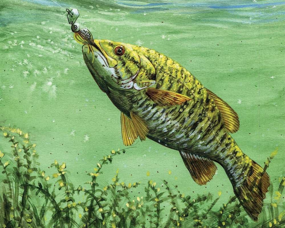 smallmouth bass wallpaper