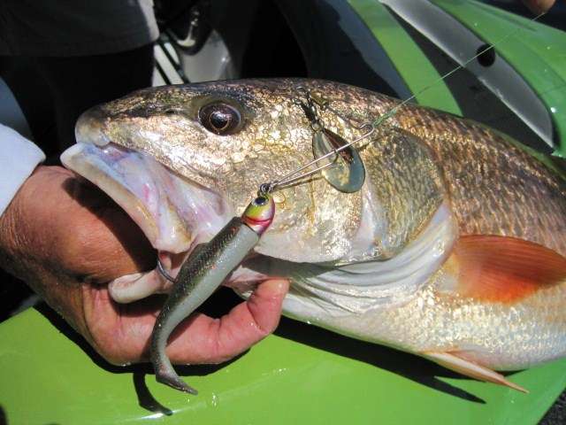 Scented baits like this Gulp! shrimp appeal to a red drum