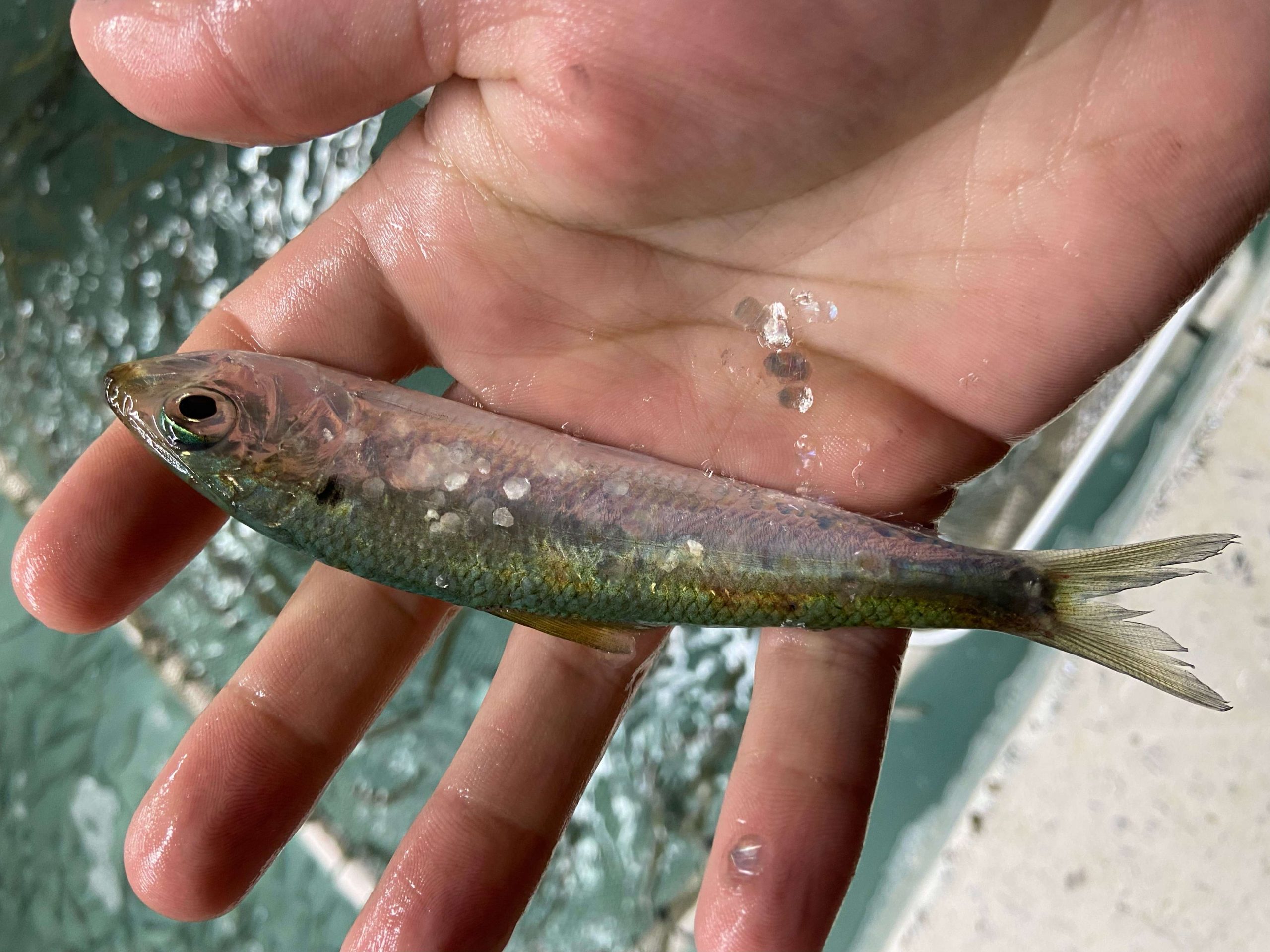 Classic Hartwell's herring factor Bassmaster