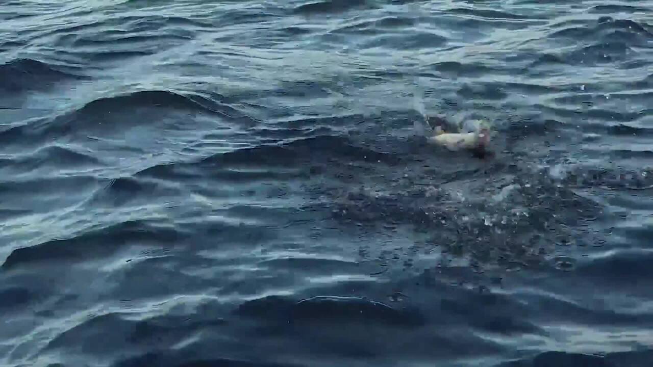 AllNew St. Croix XTrek Freshwater Fishing Systems Bassmaster