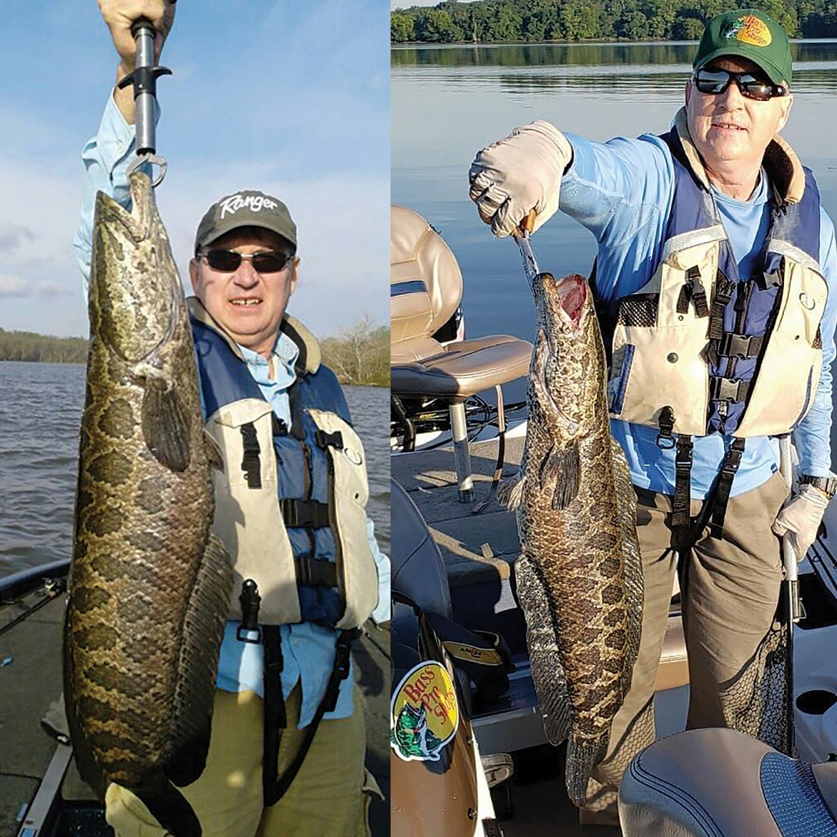 Snakeheads becoming part of the Chesapeake Bay landscape - Bassmaster