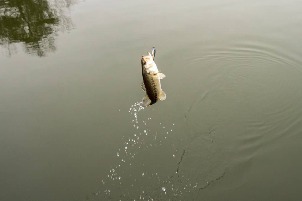 Bank Fishing Basics: Monetti's top pond baits for Spring - Bassmaster