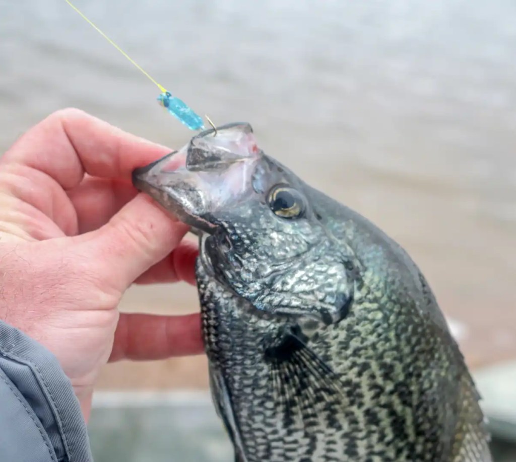 Seven things to know about crappie fishing - Bassmaster
