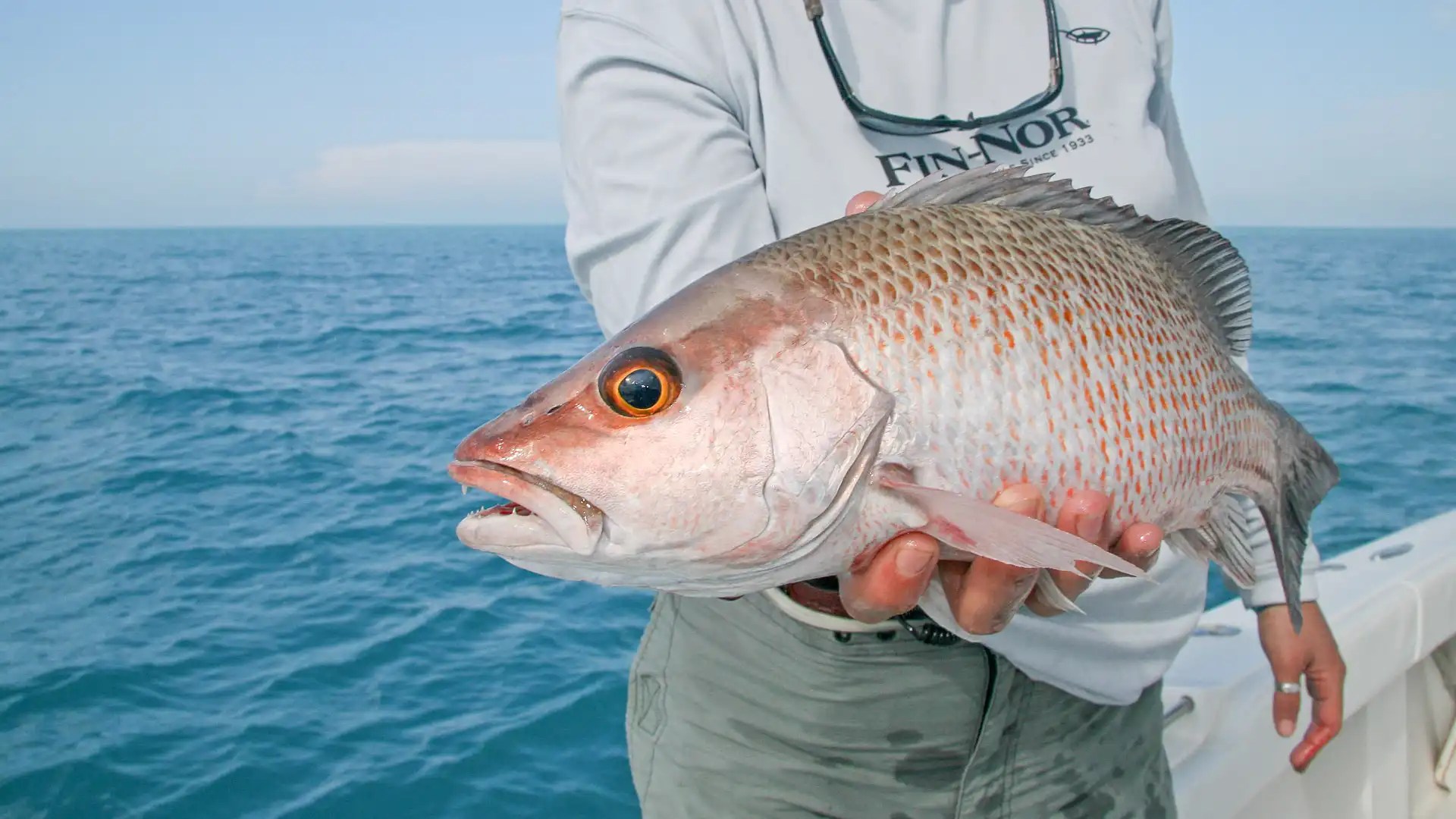 Mangrove Snapper — the most user-friendly saltwater sport fish