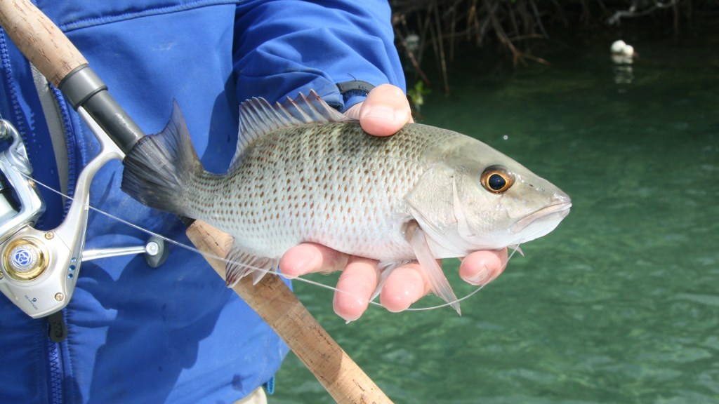 Mangrove Snapper — the most user-friendly saltwater sport fish
