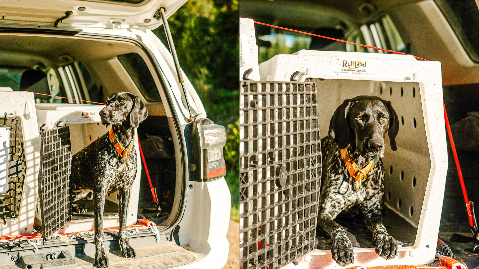 Gear review Ruff Land Kennels Bassmaster