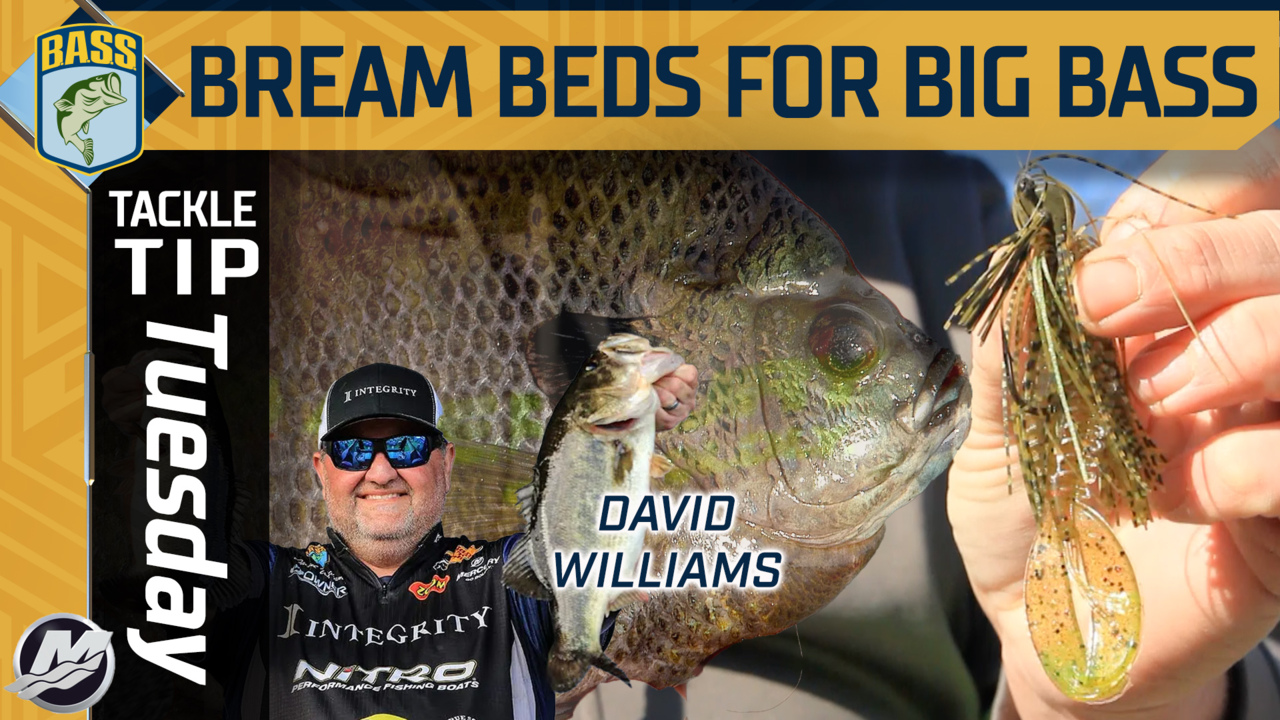 Tackle Tip Tuesday: Bream beds fishing for big bass - Bassmaster
