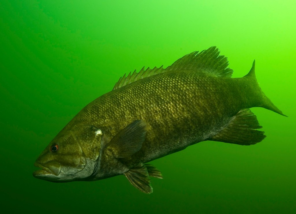 Gussy's tips on catching northern smallmouth - Bassmaster