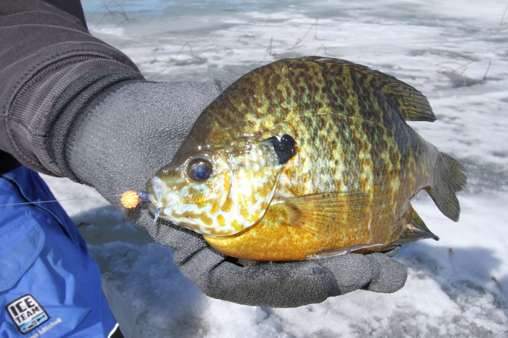 FIRST ICE Fishing Minnesota with UNDERWATER CAMERA (Multi Species