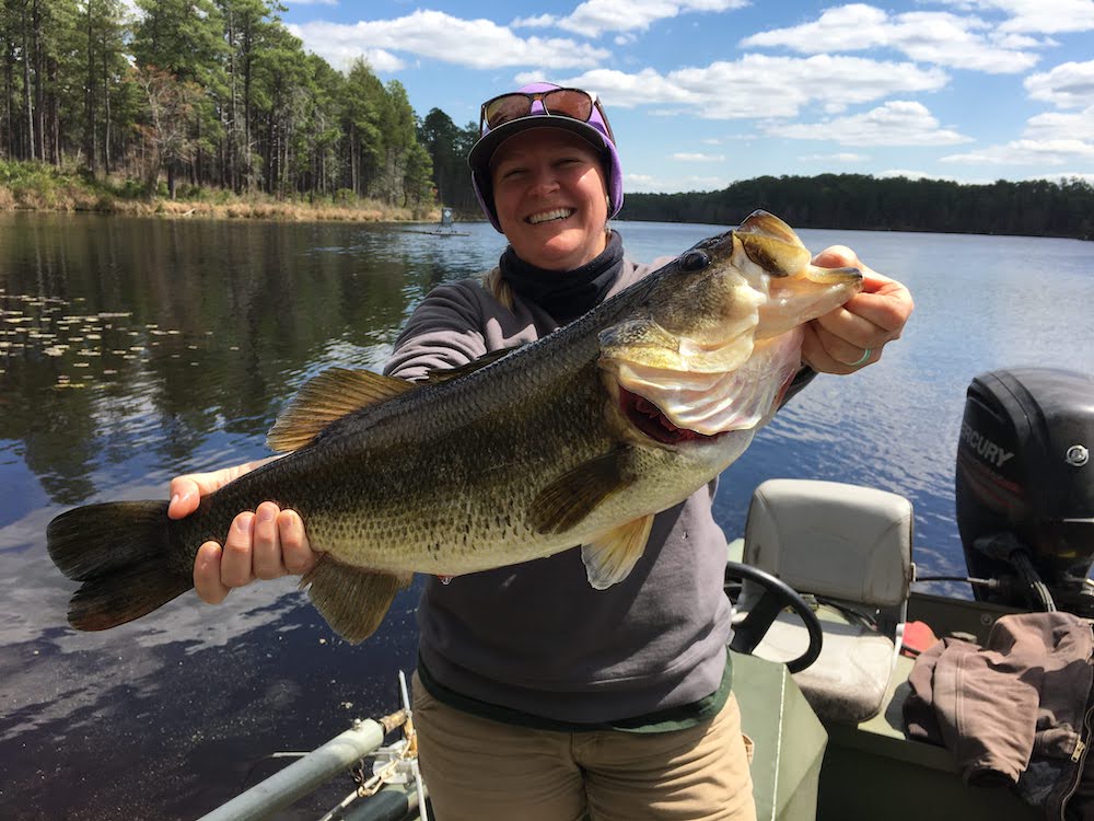 North Carolina angler group supports wildlife agency's hybrid bass program  - Bassmaster