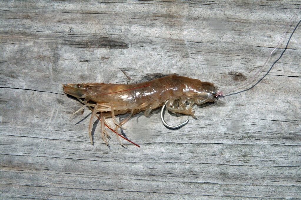 Shrimp: The ultimate inshore bait - Bassmaster