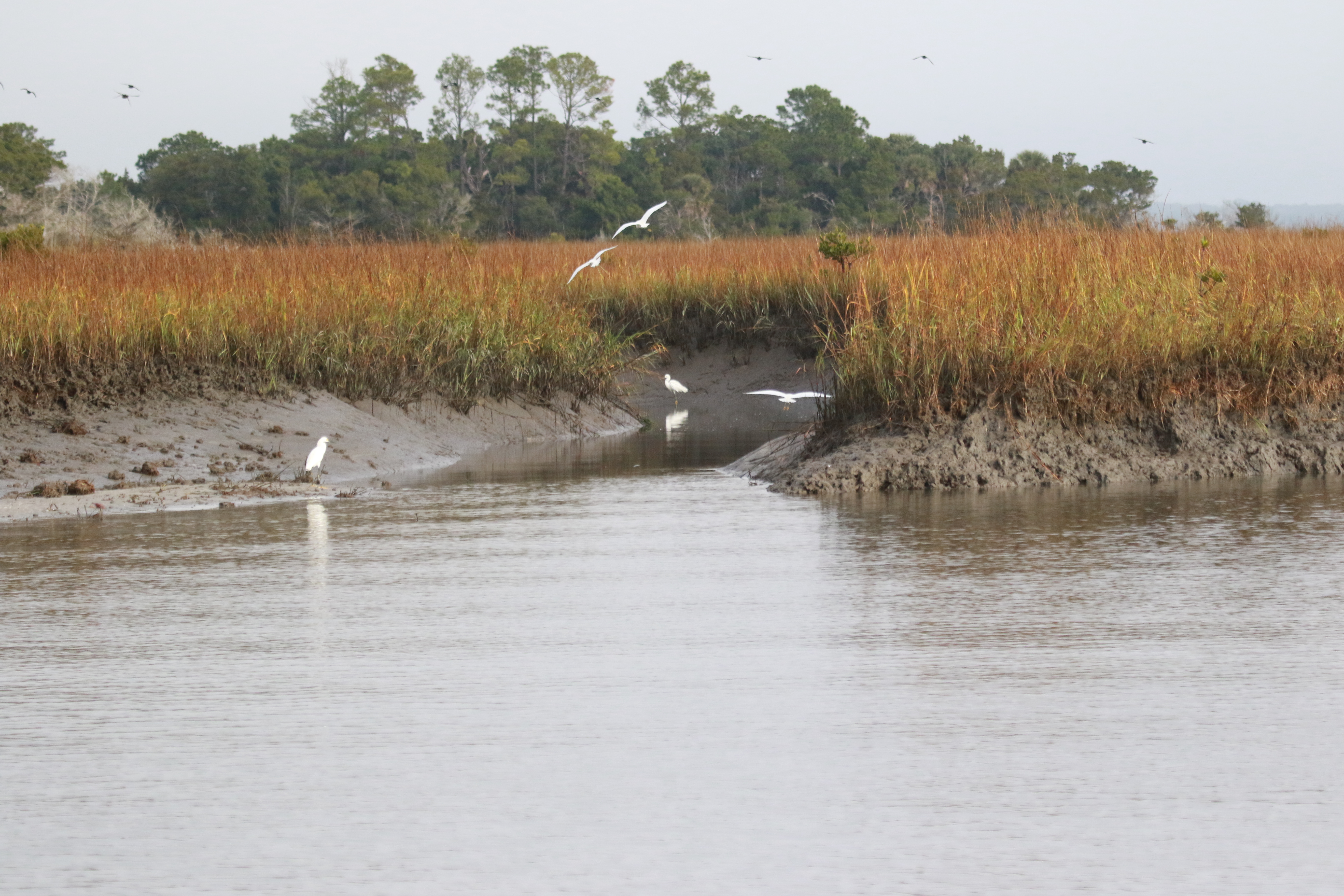 Salt marsh mastery - Bassmaster